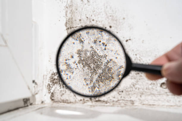 Best Environmental Consulting for Mold Prevention  in Marshallton, PA